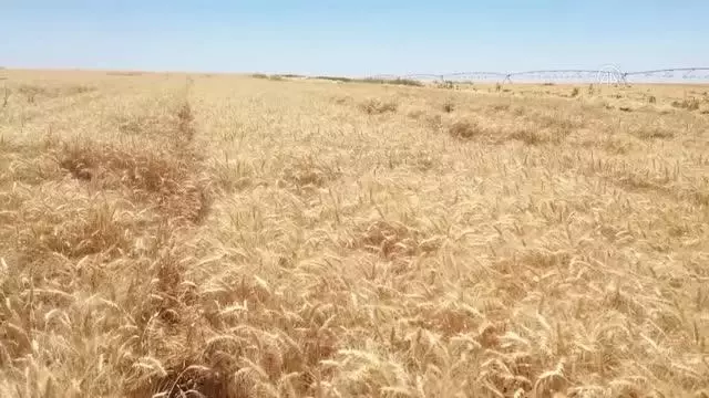 ŞANLIURFA - Ceylanpınar Tarım İşletmesi'nde hasat ve ekim bir arada ŞANLIURFA - Ceylanpınar Tarım İşletmesi'nde hasat ve ekim bir arada