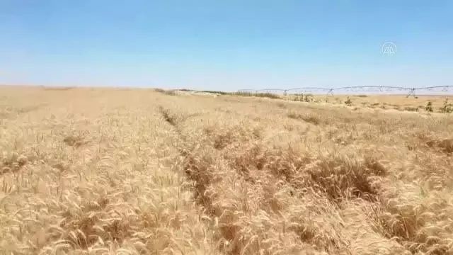 ŞANLIURFA - Ceylanpınar Tarım İşletmesi'nde hasat ve ekim bir arada
