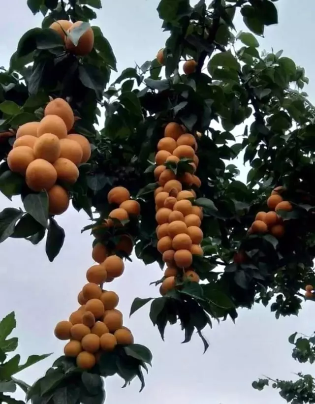 Sivas kayısı üretiminde 10'uncu sırada