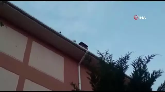 Yuvadan düşen minik saksağanlar için itfaiye seferber oldu Yuvadan düşen minik saksağanlar için itfaiye seferber oldu