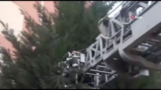 Yuvadan düşen minik saksağanlar için itfaiye seferber oldu Yuvadan düşen minik saksağanlar için itfaiye seferber oldu