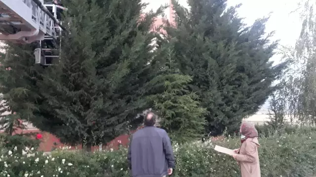 AFYONKARAHİSAR - Yuvasından düşen yavru kuşlar için seferber oldular AFYONKARAHİSAR - Yuvasından düşen yavru kuşlar için seferber oldular