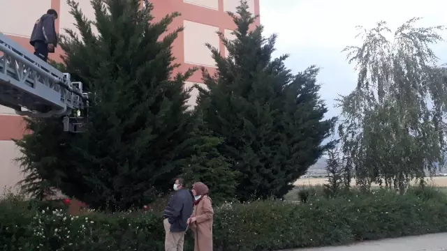 AFYONKARAHİSAR - Yuvasından düşen yavru kuşlar için seferber oldular AFYONKARAHİSAR - Yuvasından düşen yavru kuşlar için seferber oldular