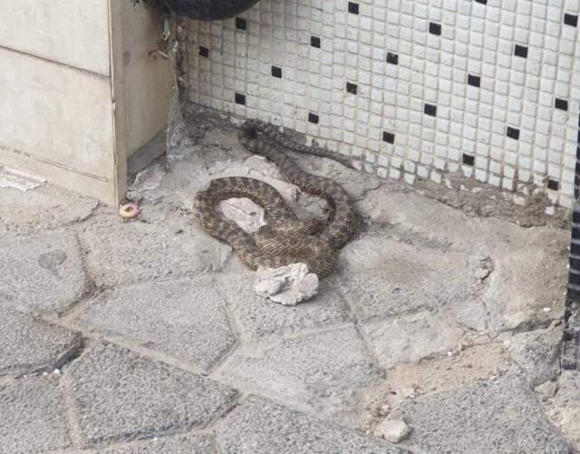 Zeytinburnu'nda yılan paniği mahalleliyi sokağa döktü Zeytinburnu'nda yılan paniği mahalleliyi sokağa döktü