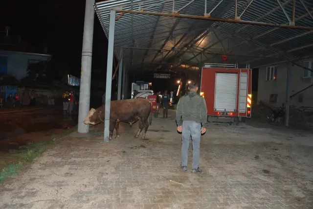 AFYONKARAHİSAR - Sağanak sonrası çatısı çöken besihanedeki bir inek telef oldu AFYONKARAHİSAR - Sağanak sonrası çatısı çöken besihanedeki bir inek telef oldu