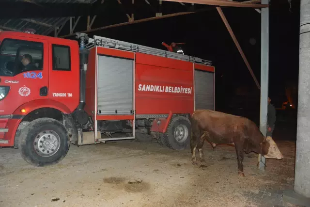 AFYONKARAHİSAR - Sağanak sonrası çatısı çöken besihanedeki bir inek telef oldu AFYONKARAHİSAR - Sağanak sonrası çatısı çöken besihanedeki bir inek telef oldu