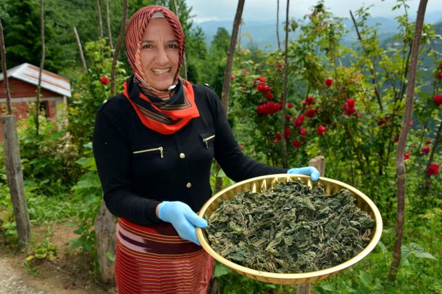 Elleri yana yana topladığı ısırgan otunu satarak para kazanıyor