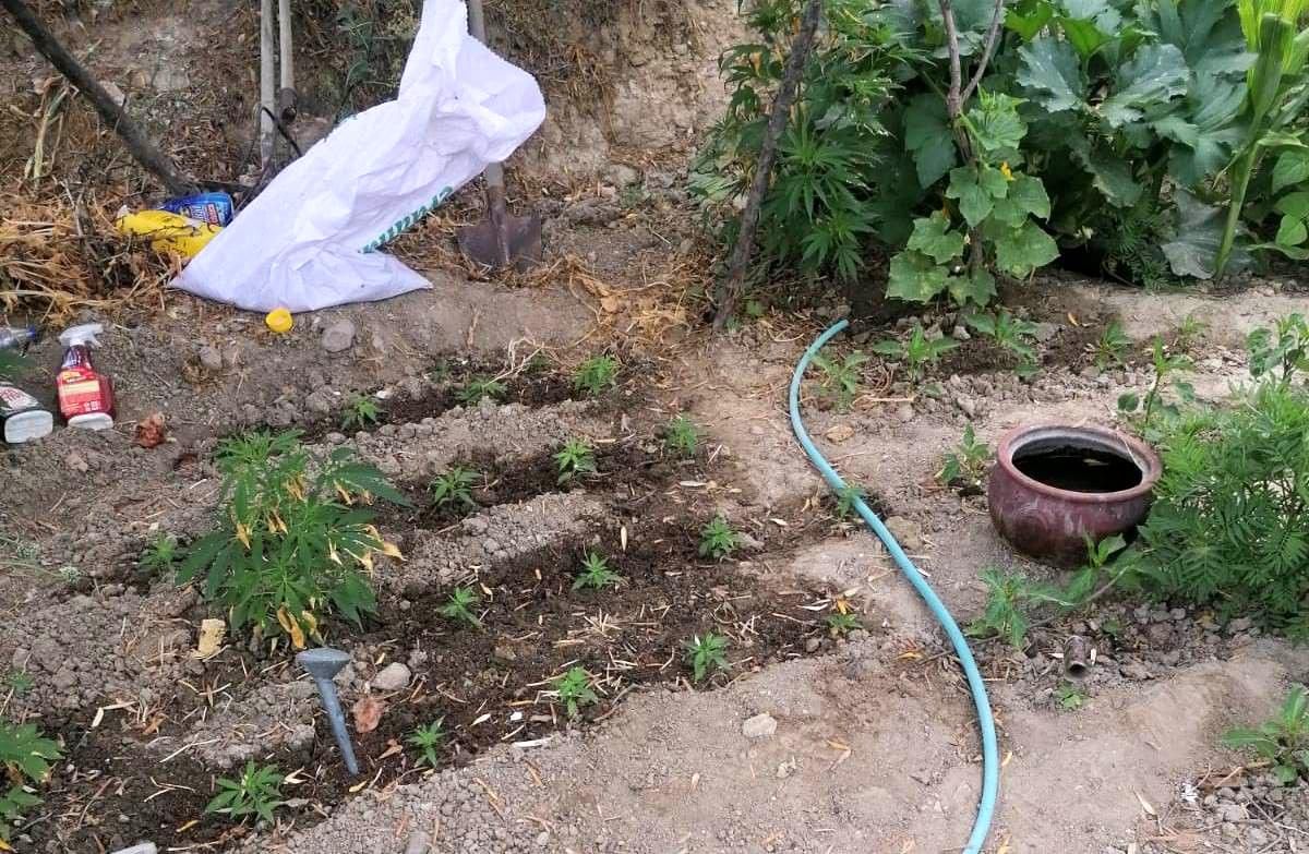 Evinin bahçesinde kenevir yetiştiren 85 yaşındaki kadın gözaltına alındı