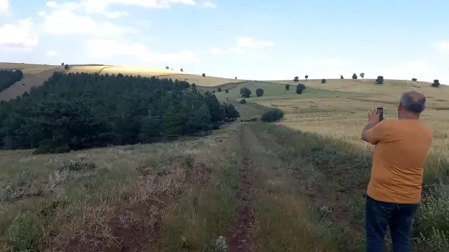 İrili ufaklı domuz sürüsü böyle görüntülendi