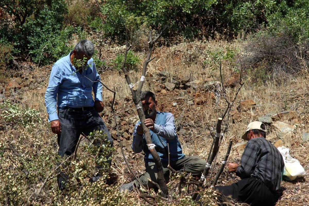 Kilis'te 6 bin menengiç ağacı Antep fıstığına aşılanıyor