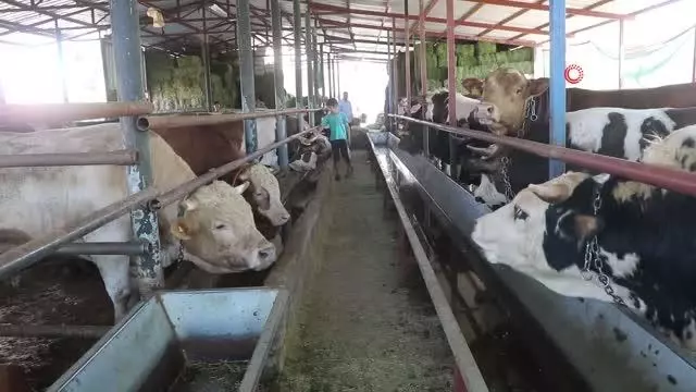 Otomobil fiyatına satılan tonluk kurbanlıklar görücüye çıktı Otomobil fiyatına satılan tonluk kurbanlıklar görücüye çıktı