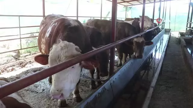 Otomobil fiyatına satılan tonluk kurbanlıklar görücüye çıktı