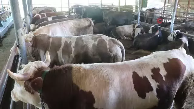 Otomobil fiyatına satılan tonluk kurbanlıklar görücüye çıktı