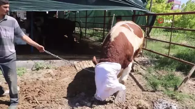 Otomobil fiyatına satılan tonluk kurbanlıklar görücüye çıktı