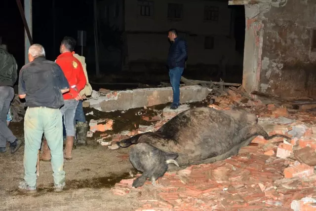 20 büyükbaş hayvan yağış nedeniyle çöken çatının altında kaldı 20 büyükbaş hayvan yağış nedeniyle çöken çatının altında kaldı
