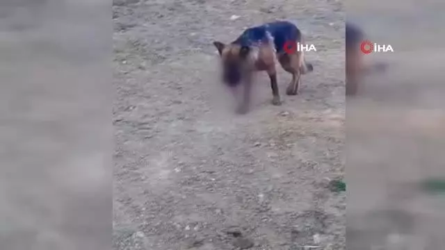 Ayvalık'ta sahipli bir köpeğin hunharca katledildiği iddiası Ayvalık'ta sahipli bir köpeğin hunharca katledildiği iddiası