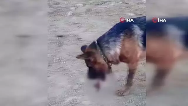 Ayvalık'ta sahipli bir köpeğin hunharca katledildiği iddiası