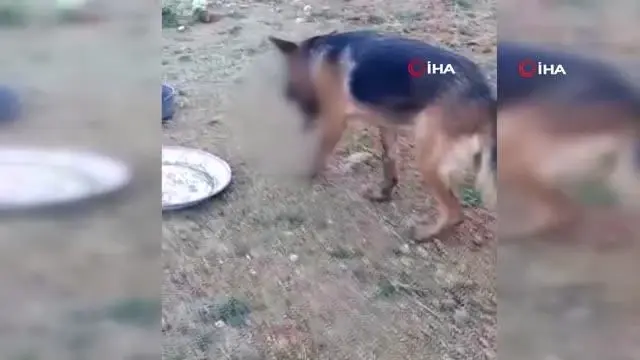 Ayvalık'ta sahipli bir köpeğin hunharca katledildiği iddiası