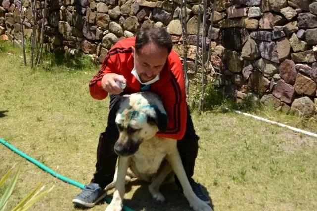 Ayvalık'ta sahipli bir köpeğin hunharca katledildiği iddiası