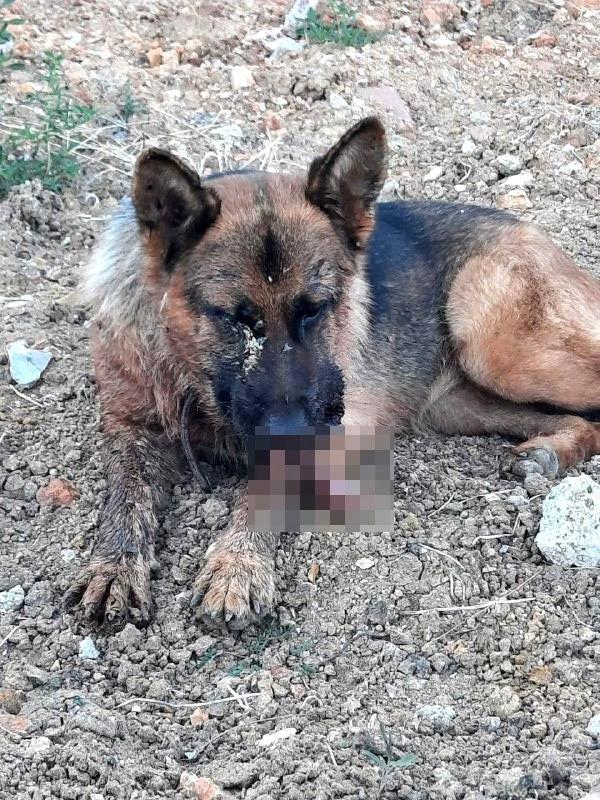 The allegation that a dog owner was brutally murdered in Ayvalık