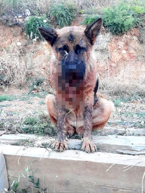 The allegation that a dog owner was brutally murdered in Ayvalık
