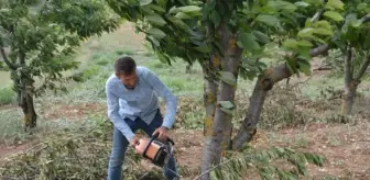 Bahçede 2 lira olan kiraz tezgahta 15 lira! Duruma isyan eden çiftçi ağaçlarını teker teker kesti
