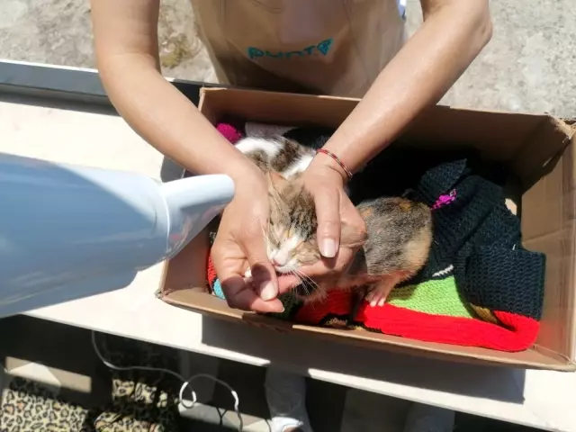 Son Dakika Haberi Cop Kovasindan Olumden Kurtardiklari Yavru Kedilerle Bebek Gibi Ilgileniyorlar Haberler