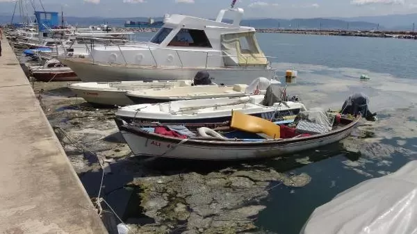 Sahili kaplayan müsilaj nedeniyle Darıca'da denize girmek yasaklandı Sahili kaplayan müsilaj nedeniyle Darıca'da denize girmek yasaklandı