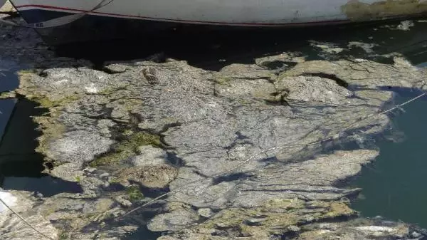 Sahili kaplayan müsilaj nedeniyle Darıca'da denize girmek yasaklandı Sahili kaplayan müsilaj nedeniyle Darıca'da denize girmek yasaklandı