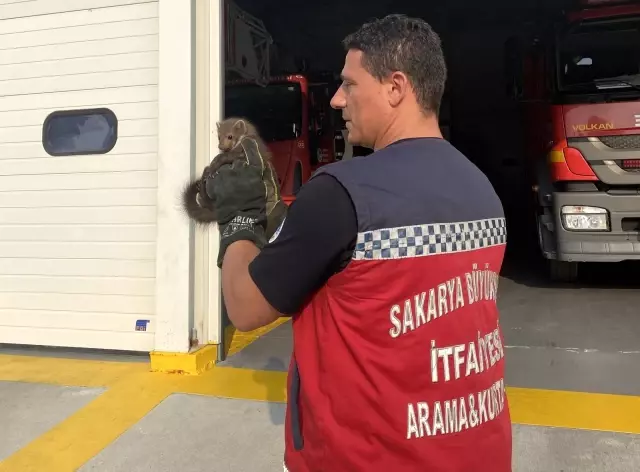 Davetsiz misafir artık ait olduğu yerde