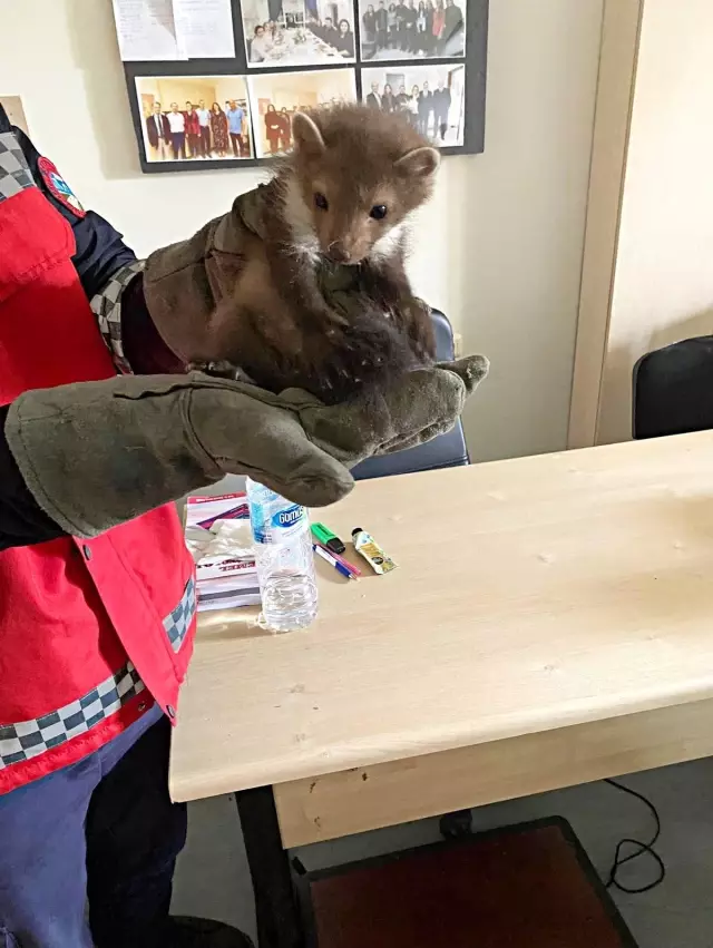 Davetsiz misafir artık ait olduğu yerde