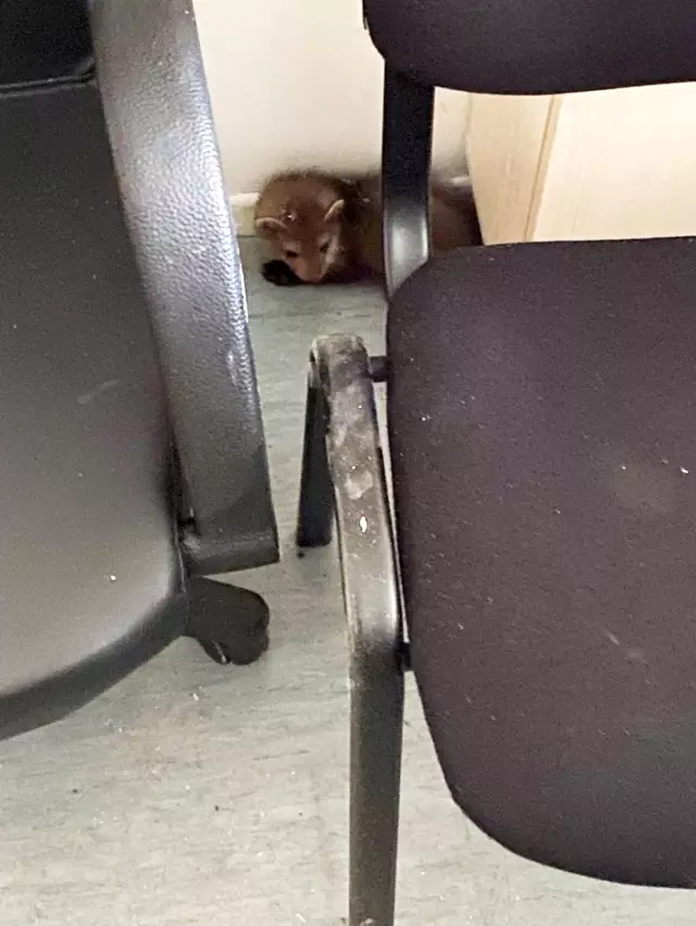 Davetsiz misafir artık ait olduğu yerde
