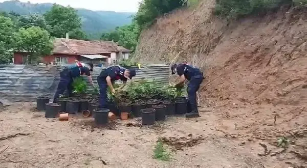 Yalova'da ev ve bahçede yetiştirilen 2 bin 767 kök kenevir ele geçirildi