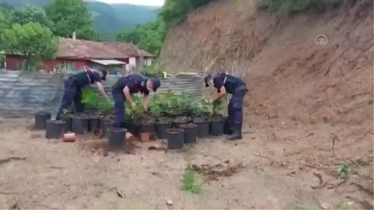 Yalova'da ev ve bahçede yetiştirilen 2 bin 767 kök kenevir ele geçirildi