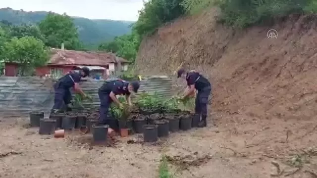Yalova'da ev ve bahçede yetiştirilen 2 bin 767 kök kenevir ele geçirildi