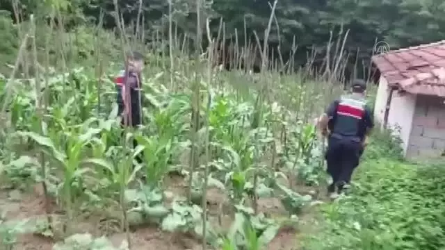 Yalova'da ev ve bahçede yetiştirilen 2 bin 767 kök kenevir ele geçirildi