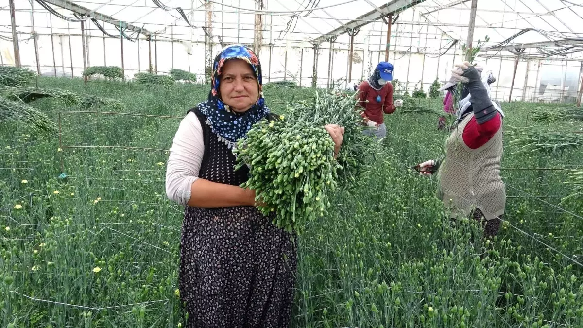 Köyden Hollanda ve İngiltere'ye karanfil ihracatı