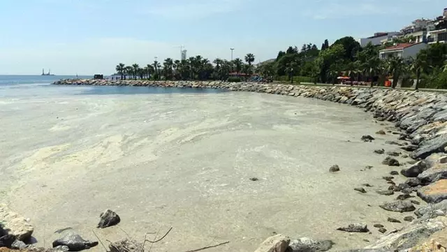 Sahili kaplayan müsilaj nedeniyle Darıca'da denize girmek yasaklandı Sahili kaplayan müsilaj nedeniyle Darıca'da denize girmek yasaklandı