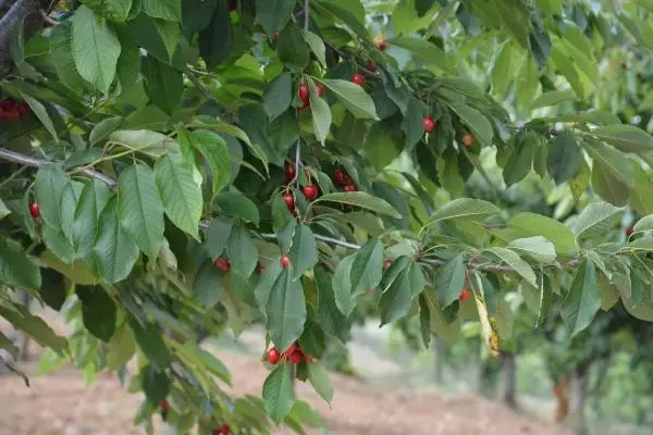 Started to cut down cherry trees to protest the middleman