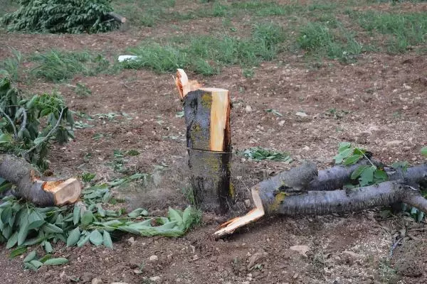 Started to cut down cherry trees to protest the middleman
