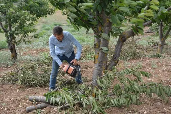 Started to cut down cherry trees to protest the middleman