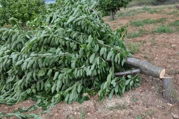 Started to cut down cherry trees to protest the middleman