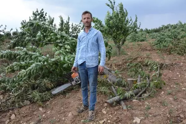 Started to cut down cherry trees to protest the middleman