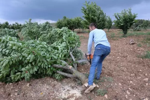 Started to cut down cherry trees to protest the middleman