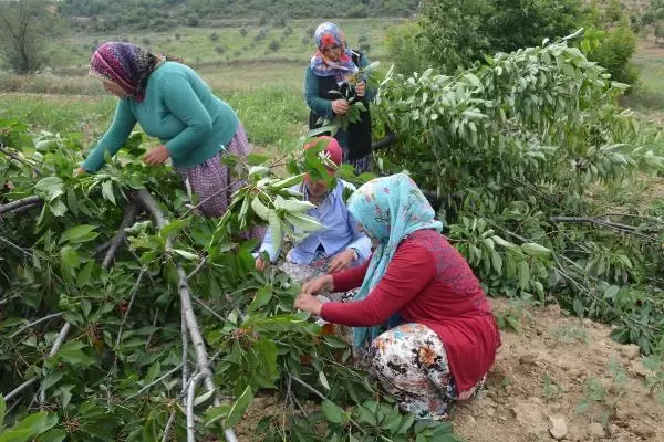 Started to cut down cherry trees to protest the middleman