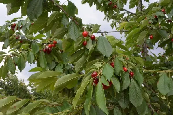 Started to cut down cherry trees to protest the middleman