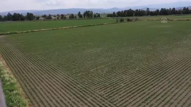 Üretici, kuraklığın etkilerini alternatif ürünlerle azaltmaya çalışıyor Üretici, kuraklığın etkilerini alternatif ürünlerle azaltmaya çalışıyor