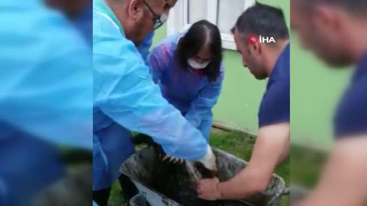 Yol kenarına dökülen zifte bulanan köpek 3.5 saatte kurtarıldı