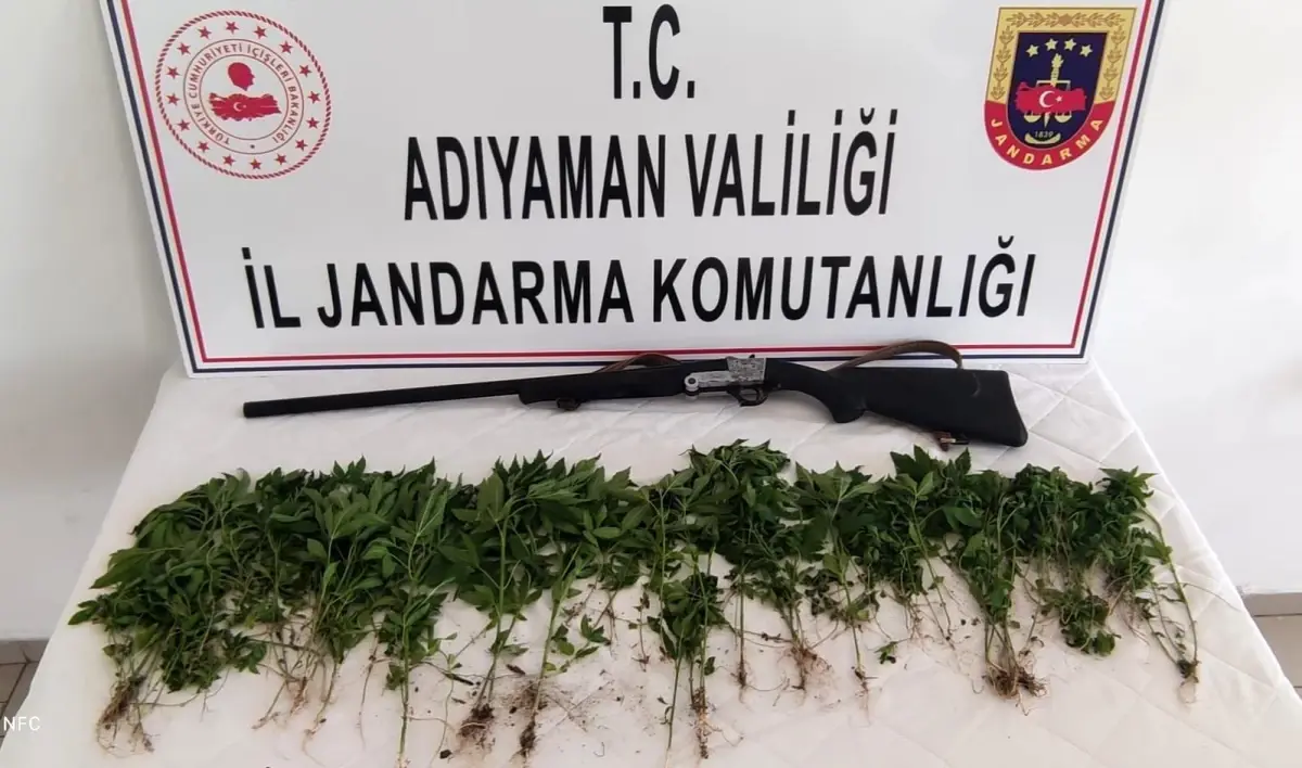 Adıyaman'da 326 kök Hint keneviri ele geçirildi 1 adiyaman da 326 kok hint keneviri ele geciril 14219644 amp