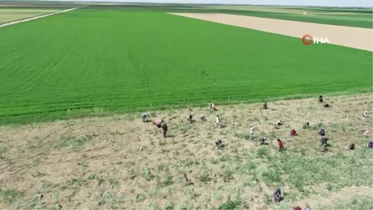 Aksaray'da sular çekildi, üreticiler az su isteyen ürünlere yöneldi